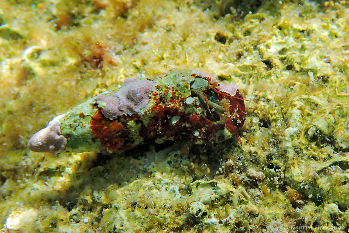 Pagure, bernard-l'ermite ou bernard-l'hermite, d'une espèce indéterminée, photographié dans la calanque Cap Frioul, sur l'île de Pomégues de l'archipel du Frioul, en juin 2019