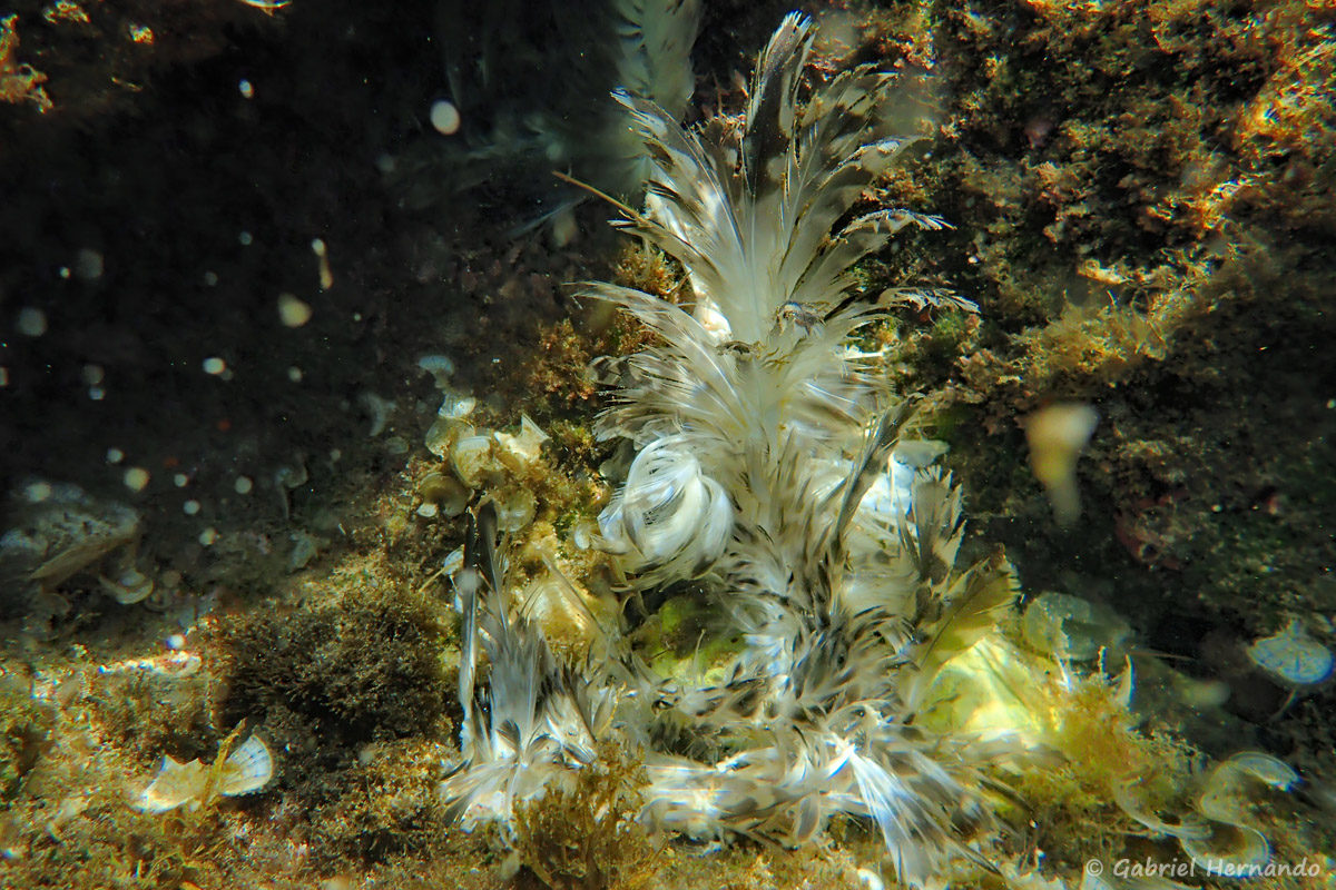 Cormoran mort, en décomposition sous l'eau, photographié dans la calanque Cap Frioul, sur l'île de Pomégues de l'archipel du Frioul, en juin 2019