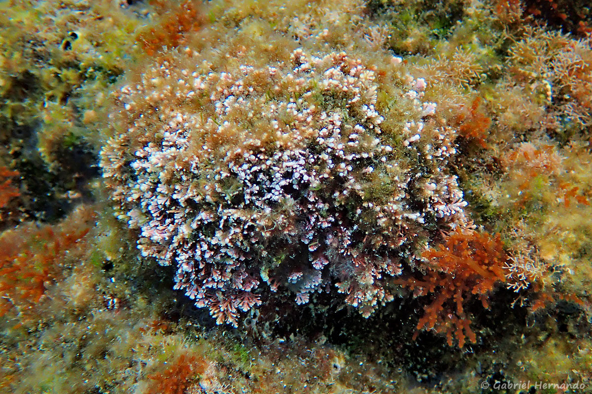Corallina officinalis/caespitosa, la Coralline, , une algue rouge  (Rhodophycées), photographiée dans la calanque Cap Frioul, sur l'île de Pomégues de l'archipel du Frioul, en juin 2019