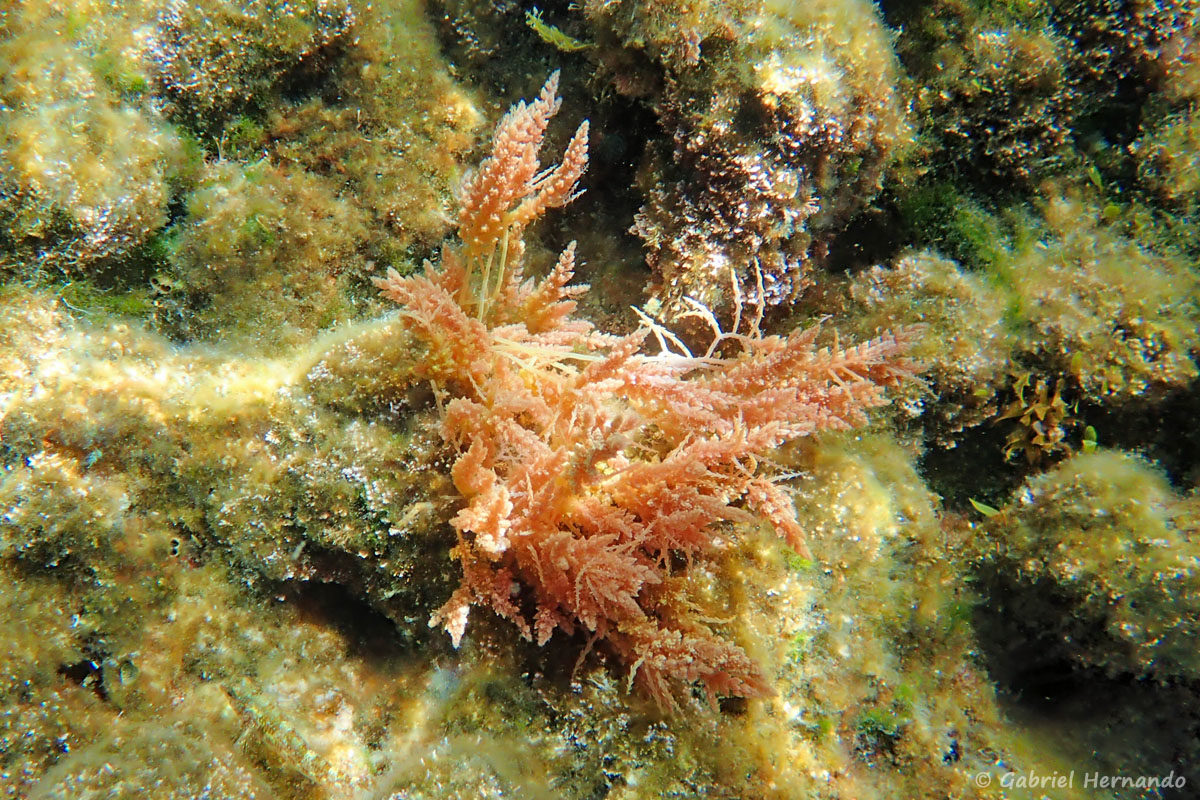 Asparagopsis cf. armata - Harpon de Neptune ou taxiformis , une algue rouge de la famille des Rhodophycées (calanque Cap Frioul, île de Pomégues de l'archipel du Frioul, juin 2019)