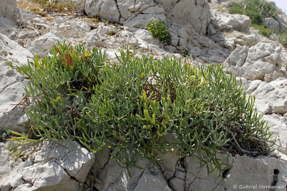 Crithmum maritimum - Crithme, Fenouil marin ou Perce-pierre ​(île de Pomégues de l'archipel du Frioul, juin 2019)