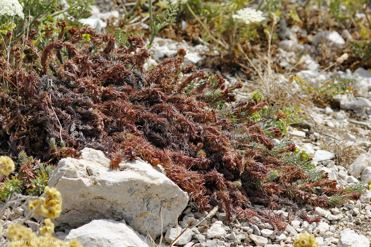 Plante non identifiée photographiée, sur l'île de Pomégues en juin 2019
