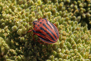 Graphosome ponctué - Graphosoma semipuncta