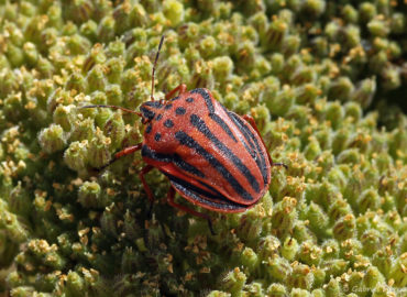 Graphosome ponctué - Graphosoma semipuncta