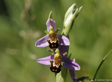 Ophrys apifera - Ophrys abeille (Pressagny l'Orgueilleux, mai 2020)