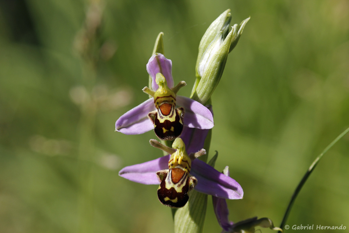 Ophrys apifera - Ophrys abeille (Pressagny l'Orgueilleux, mai 2020)