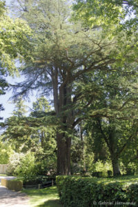 Cedrus libani, le cèdre du Liban, originaire du Moyen-Orient (Arboretum du domaine d'Harcourt, 29 mai 2020)