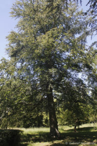 Fagus sylvatica, le hêtre commun, originaire d'Europe (Arboretum du domaine d'Harcourt, 29 mai 2020)