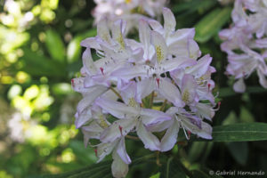 Rhododendron sp. (Arboretum du domaine d'Harcourt, 29 mai 2020)