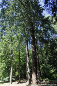 Pseudotsuga menziesii (ex. douglasii), le sapin de Douglas, originaire de l'ouest de l'Amérique du Nord (Arboretum du domaine d'Harcourt, 29 mai 2020)