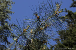 Pinus strobus, le pin de Weymouth, originaire de l'est de l'Amérique du Nord (Arboretum du domaine d'Harcourt, 29 mai 2020)