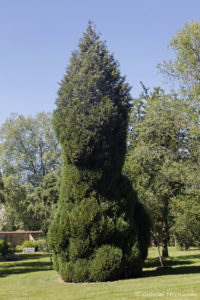 Chamaecyparis lawsoniana pottenii, le cyprès de Lawson, originaire d'Orégon et de Californie (Arboretum du domaine d'Harcourt, 29 mai 2020)