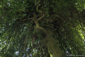 Fagus sylvatica var. tortuosa Pépin, le hêtre tortillard, originaire d'Europe (Arboretum du domaine d'Harcourt, 29 mai 2020)