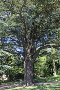 Cedrus libani, le cèdre du Liban, originaire du Moyen-Orient (Arboretum du domaine d'Harcourt, 29 mai 2020)