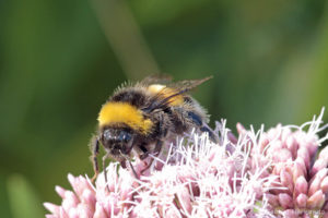 Bombus terrestris - Bourdon terrestre, (Valleuse des Moustiers, Varengeville-sur-Mer, août 2018)