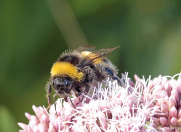 Bombus terrestris - Bourdon terrestre, (Valleuse des Moustiers, Varengeville-sur-Mer, août 2018)