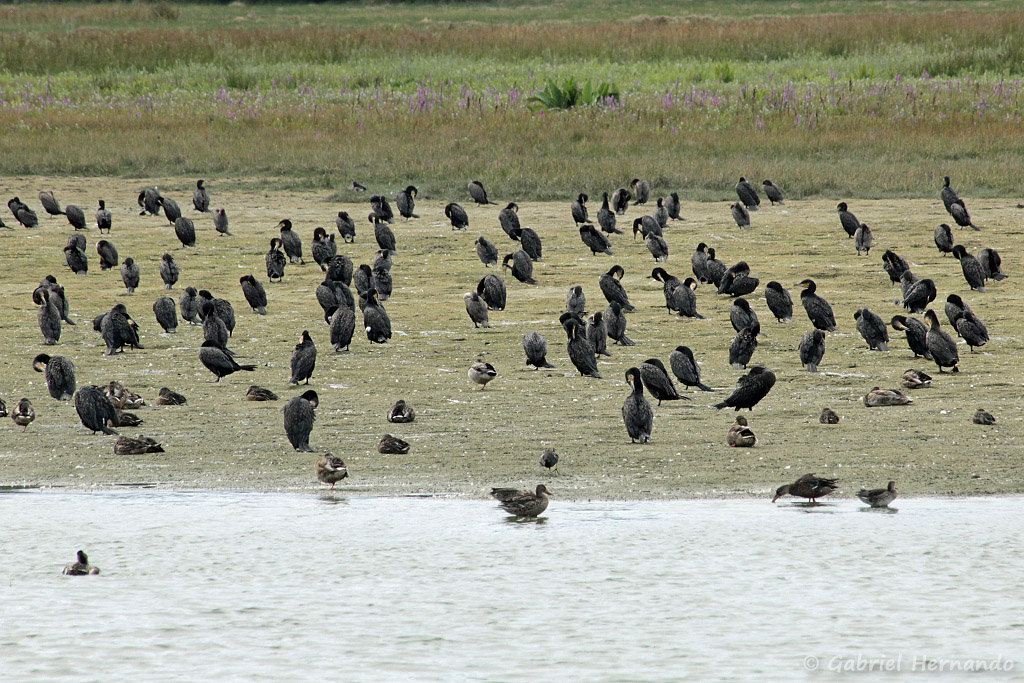 vue sur le parc du Marquenterre avec groupe de grands cormorans