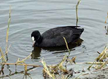 Foulque macroule - Fulica atra (Parc du Marquenterre, août 2018)
