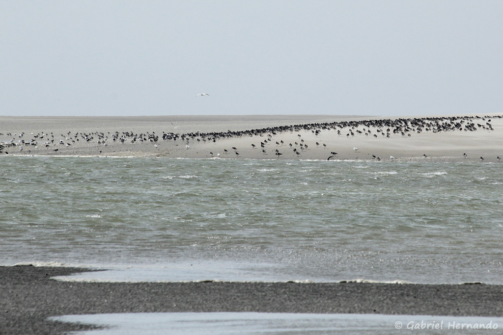 Paysage de la baie de Somme avec colonies d'oiseaux (août 2018)