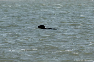 Halichoerus grypus - Phoque gris remontant la baie de Somme (août 2018)