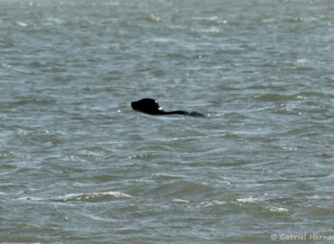 Halichoerus grypus - Phoque gris remontant la baie de Somme (août 2018)