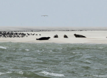 Phoca vitulina et Halichoerus grypus - Phoques veau marin et phoques gris sur un banc de sable de la baie de Somme (août 2018)