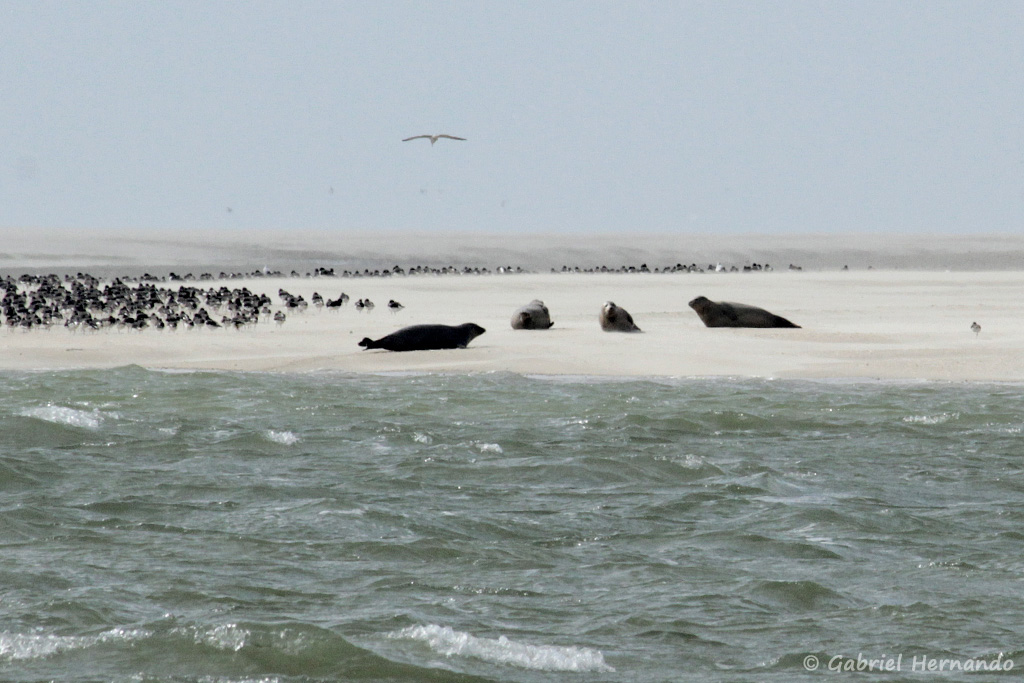 Phoca vitulina et Halichoerus grypus - Phoques veau marin et phoques gris sur un banc de sable de la baie de Somme (août 2018)