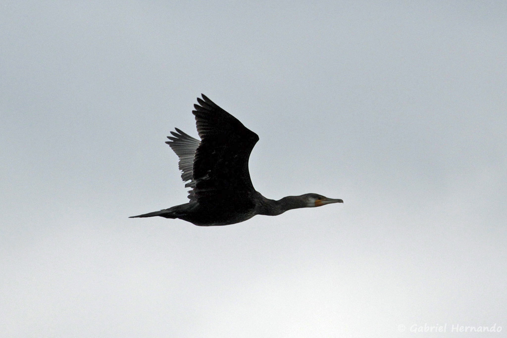 Phalacrocorax carbo - Grand cormoran, en plein vol, dans le Hable d'Ault (août 2018)