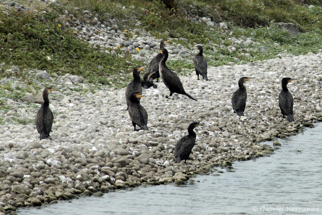 Phalacrocorax carbo - Grands cormorans, au repos, au bord d'un étang du Hable d'Ault (août 2018)