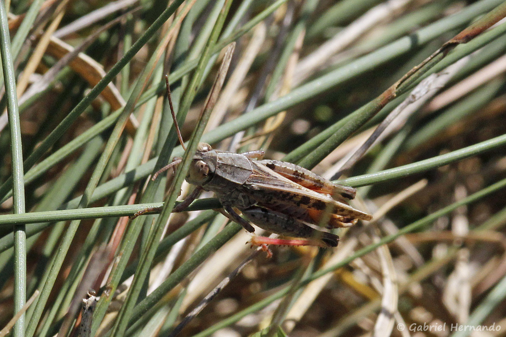Petite sauterelle non identifiés, dans le Colorado Provençal de Rustrel