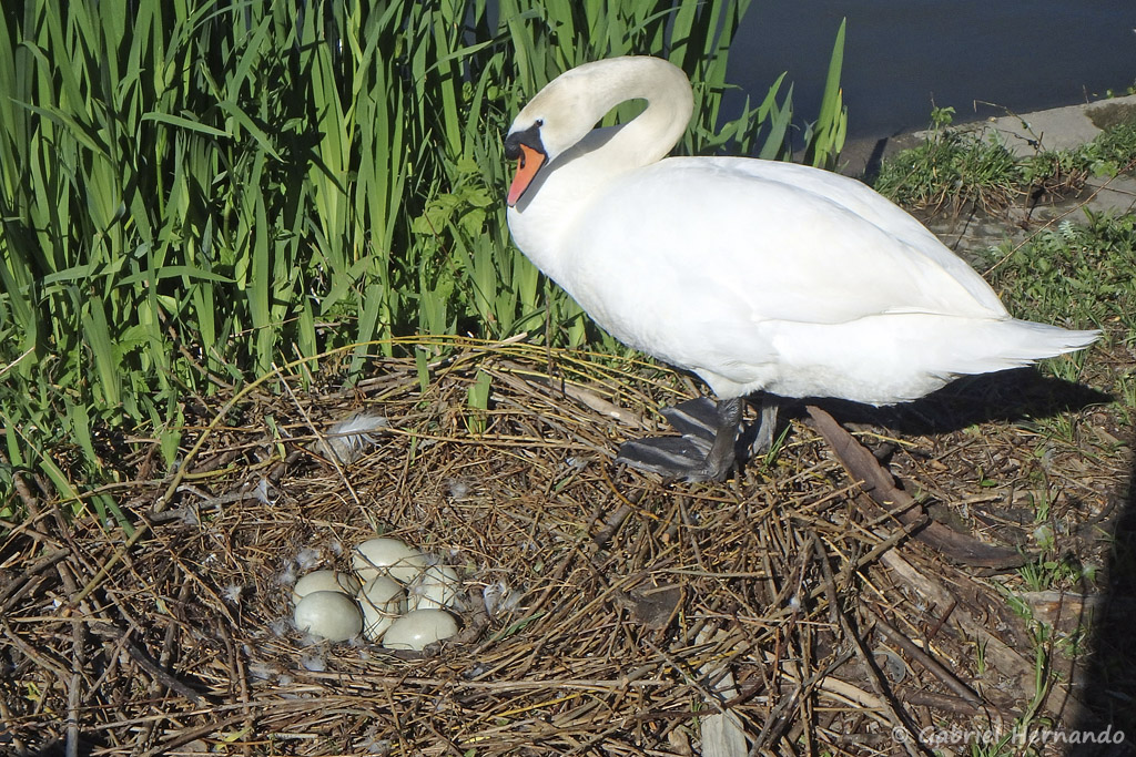 Cygne tuberculé surveillant ses œufs dans le nid - Cygnus olor (Vernon, mai 2019)