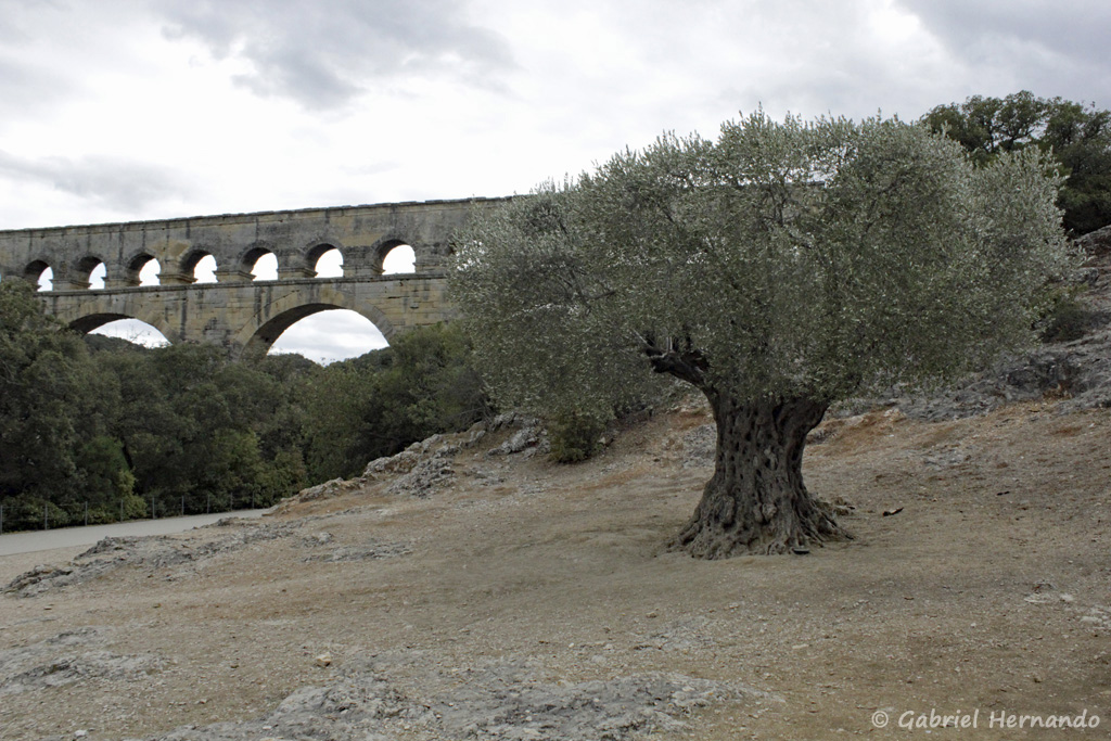 Un bel olivier côtoyant le pont du Gard, rive gauche en aval du pont (septembre 2018)