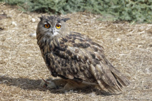 Hibou grand-duc, avec sa proie - Bubo bubo (parc ornithologique Pont de Gau, septembre 2017)