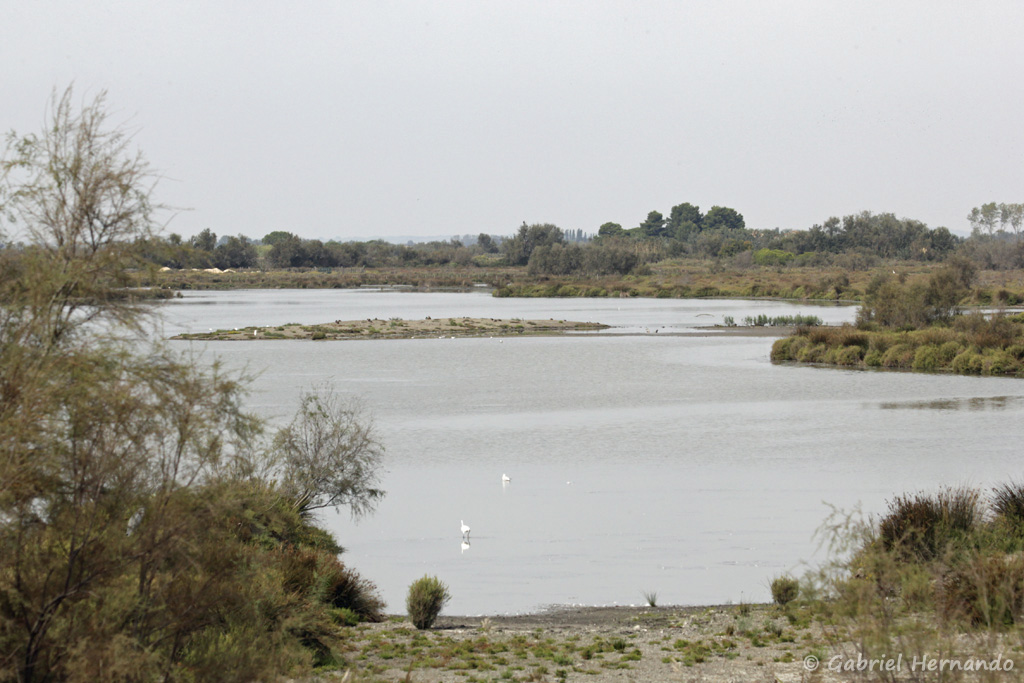 Paysage de Camargue (parc ornithologique Pont de Gau, septembre 2017)