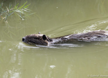 Ragondin - Myocastor coypus (parc ornithologique Pont de Gau, septembre 2017)