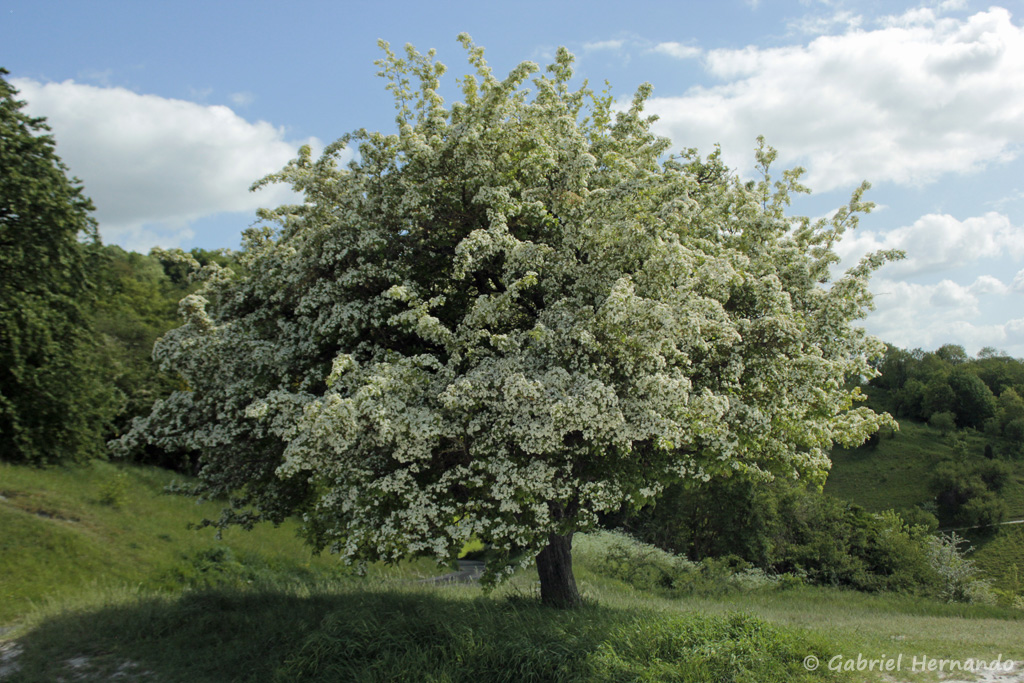 Un bel arbre sur le site du Château Gaillard