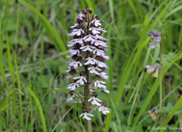 Orchis purpurea - Champs d'orchis pourpre (abords du Château Gaillard, Les Andelys, mai 2018)