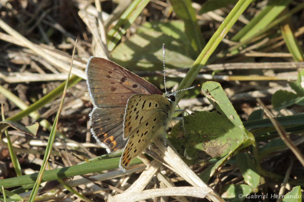 Papillon non identifié (Réserve de Cambounet sur le Sor, Septembre 2018)