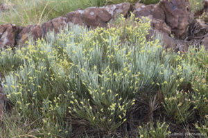 Cytisus oromediterraneus - Genêt purgatif ou Spartier purgatif (Puy de Wolf, Aveyron, juin 2021)