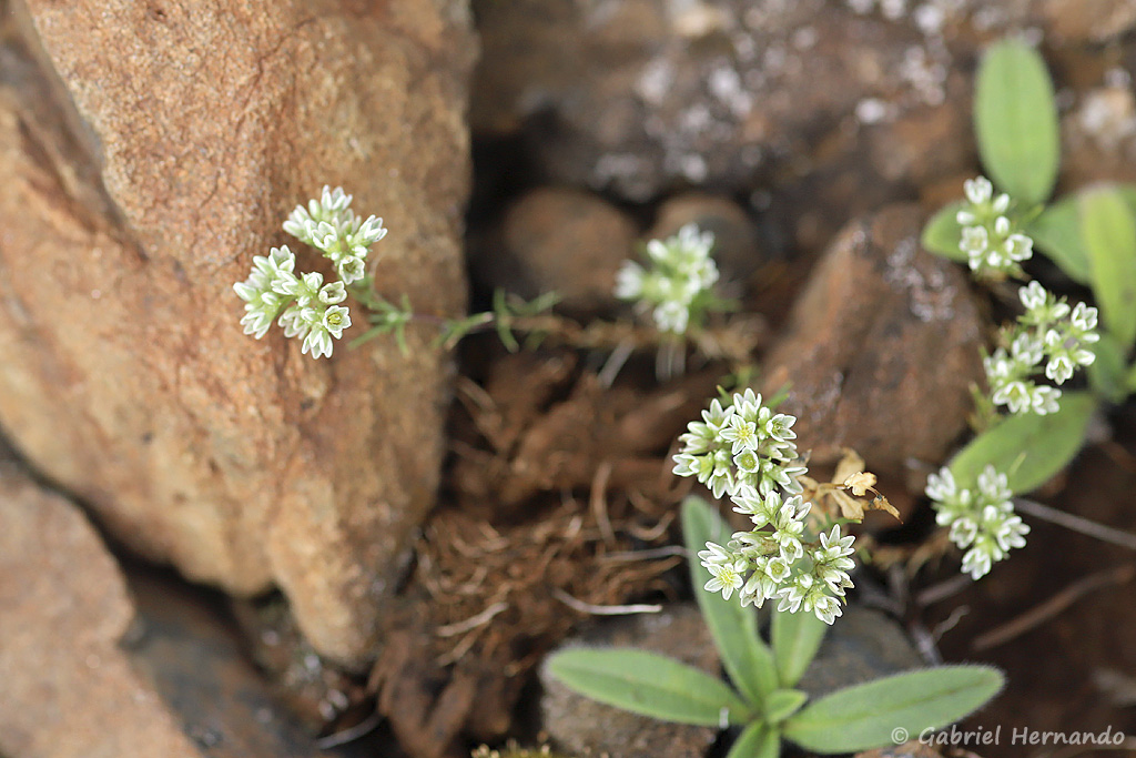 Noccaea firmiensis - Tabouret de Firmi, plante endémique (Puy de Wolf, Aveyron, juin 2021)
