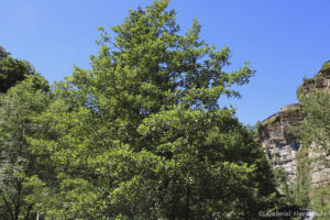 Alnus glutinosa - Aulne glutineux, aulne noir ou aulne poisseux (Bozouls, Aveyron, juillet 2021)