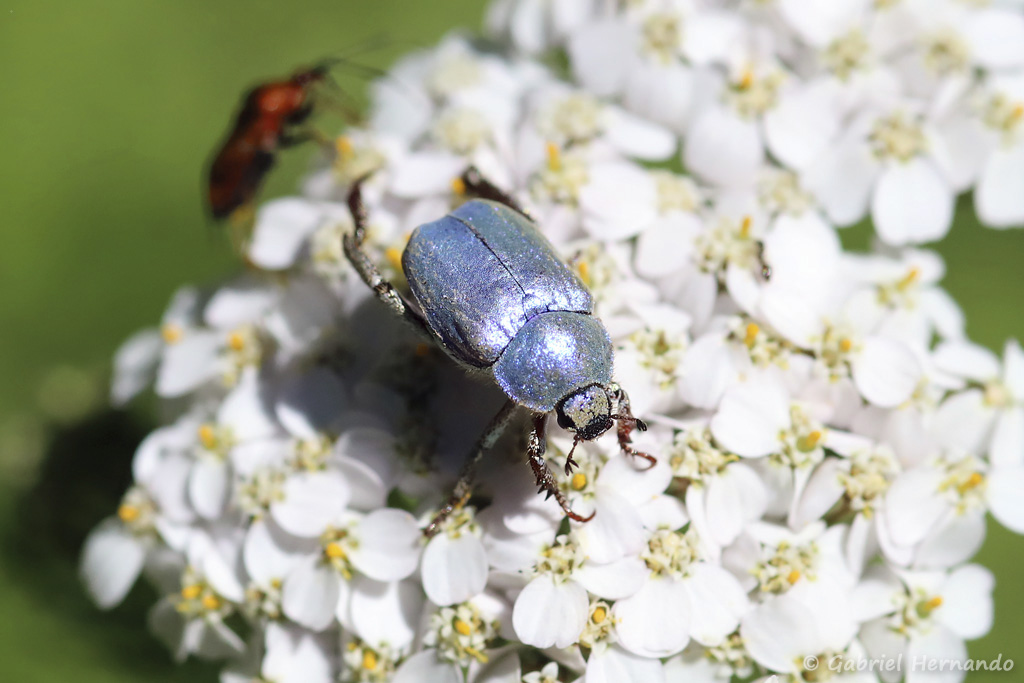 Hoplia coerulea -Hoplie bleue, une espèce de coléoptères de la famille des scarabéidés (Trou de Bozouls, Aveyron, juillet 2021)