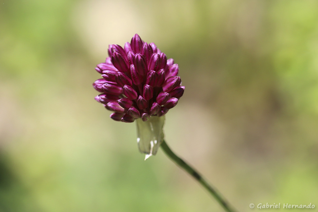 Allium sphaerocephalon - Ail à tête ronde (Trou de Bozouls, Aveyron, juillet 2021)