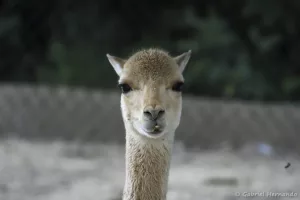 Vigogne - Vicugna vicugna (Zoo de Paris, août 2021)