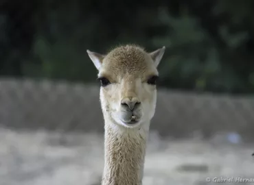 Vigogne - Vicugna vicugna (Zoo de Paris, août 2021)