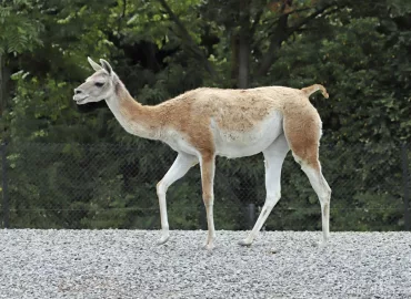 Guanaco - Lama guanicoe (Zoo de Paris, août 2021)