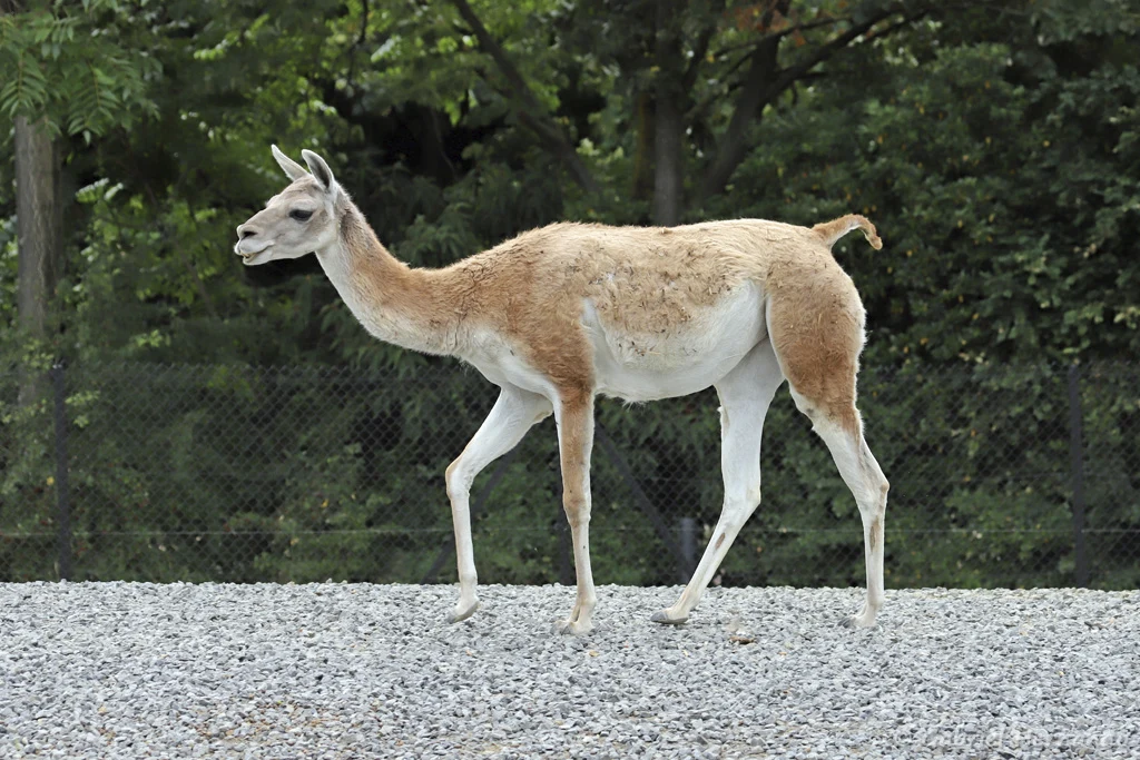 Lama guanicoe - Guanaco, cousin du lama (Zoo de Paris, août 2021)