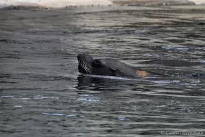 Otarie à crinière - Otaria flavescens (Zoo de Paris, août 2021)