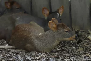 Pudu du Sud - Pudu puda (Zoo de Paris, août 2021)
