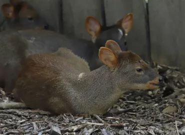 Pudu du Sud - Pudu puda (Zoo de Paris, août 2021)